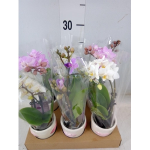 Phalaenopsis   ...mini