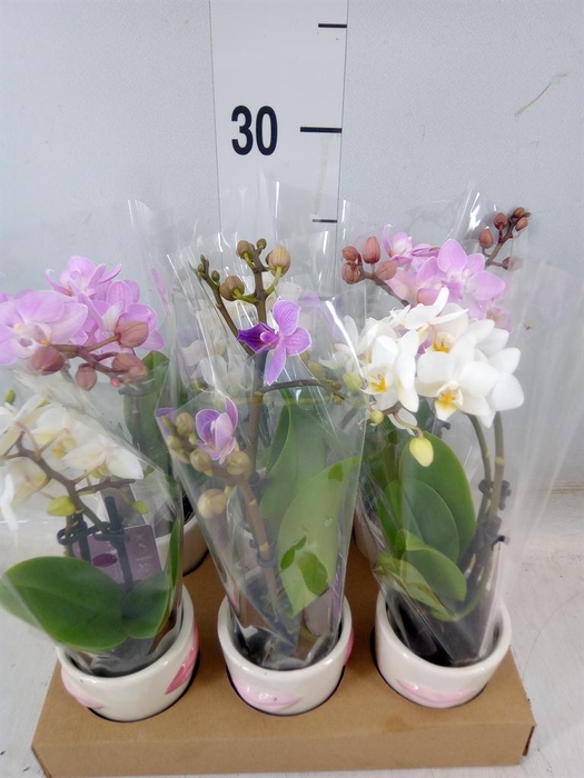 <h4>Phalaenopsis   ...mini</h4>