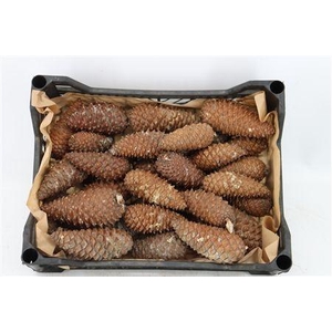 DENNENAPPEL H% ST
