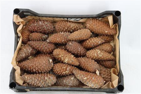 <h4>DENNENAPPEL H% ST</h4>
