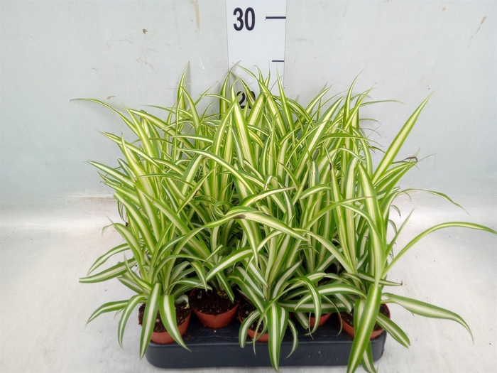 <h4>Chlorophytum  'Atlantic'</h4>