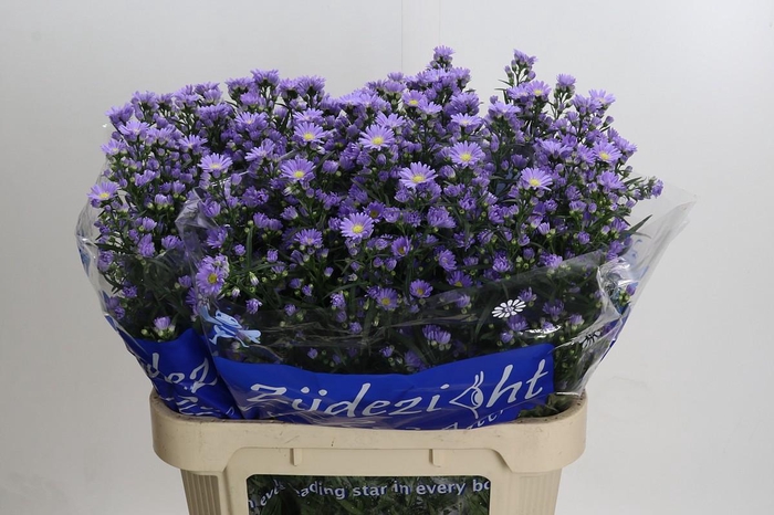 <h4>Aster Cassandra</h4>