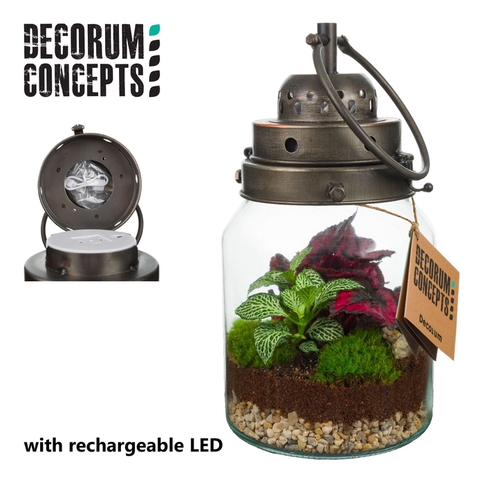 <h4>Terrarium Stormlamp met oplaadbare LED lamp (Decorum concepts)</h4>