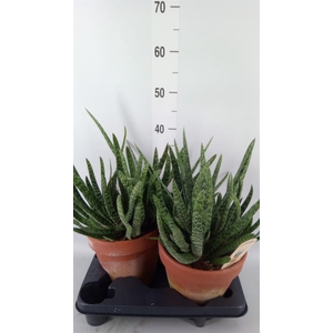 Gasteria carinata var. verrucosa