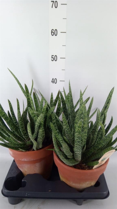 <h4>Gasteria carinata var. verrucosa</h4>