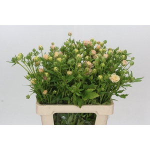 Ranunculus Magical Mascarpone