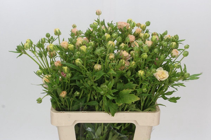 <h4>Ranunculus Magical Mascarpone</h4>