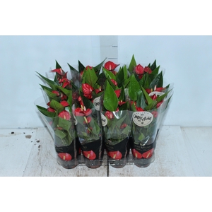 ANTHURIUM MINI MILLION FLOWERS P09