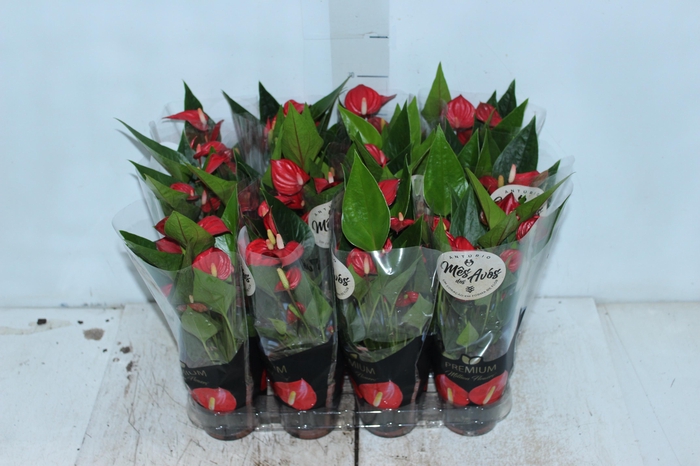 <h4>ANTHURIUM MINI MILLION FLOWERS P09</h4>