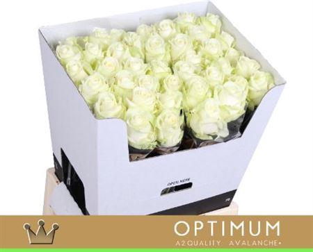 <h4>R Gr Avalanche+</h4>