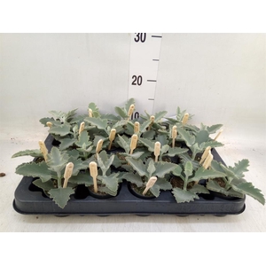 Kalanchoe NF beharensis