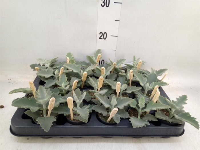 <h4>Kalanchoe NF beharensis</h4>