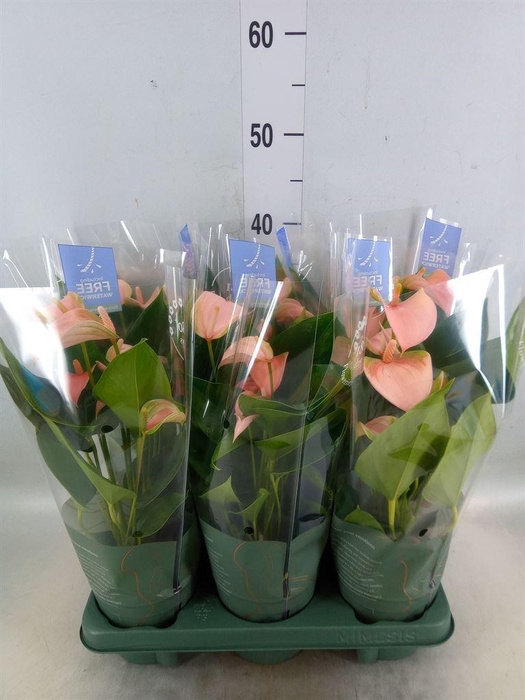 <h4>Anthurium andr. 'Joli Peach'</h4>