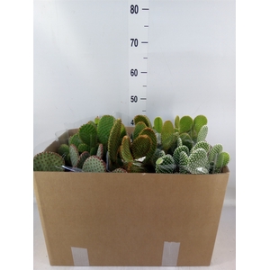Opuntia microdasys