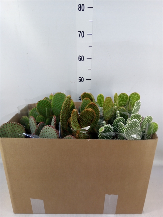 <h4>Opuntia microdasys</h4>