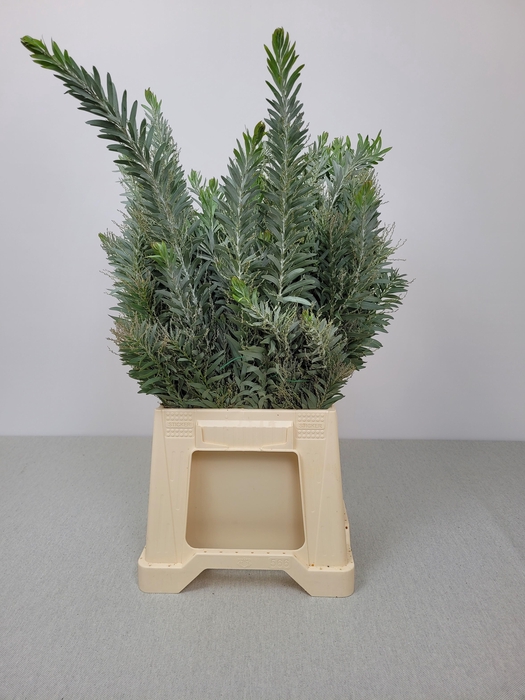 <h4>ACACIA MIMOSA LUNA d"ARGENTO PB</h4>