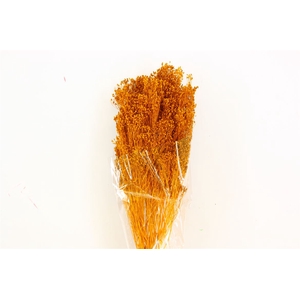 Dried Brooms Yellow Ocker Bunch