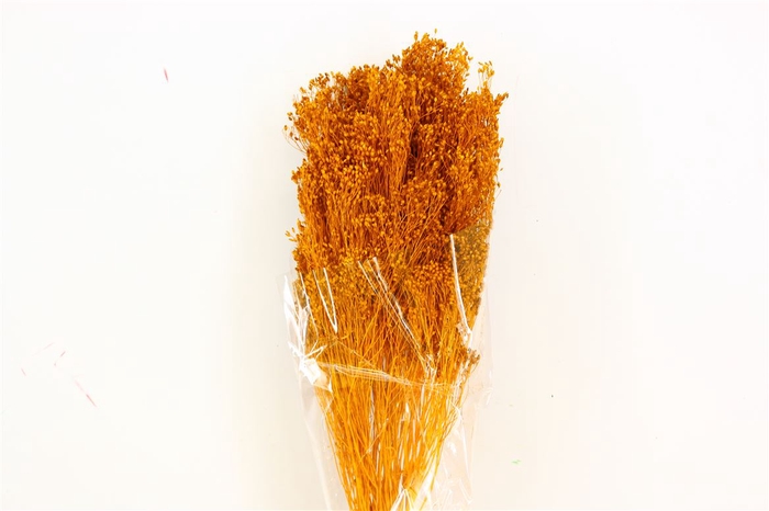 Dried Brooms Yellow Ocker Bunch