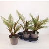 Cyathea Tomentosissi