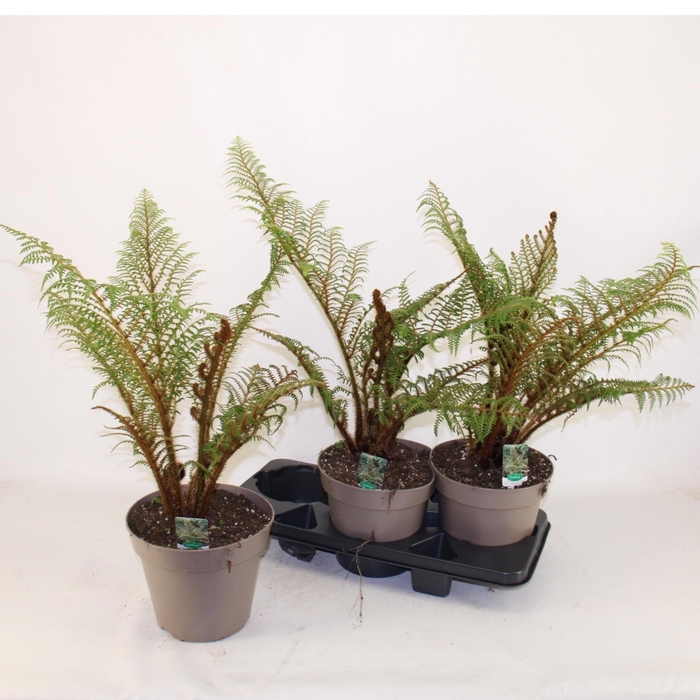 Cyathea Tomentosissi