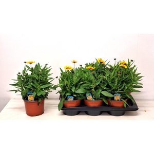 CORE GRANDIFLORA