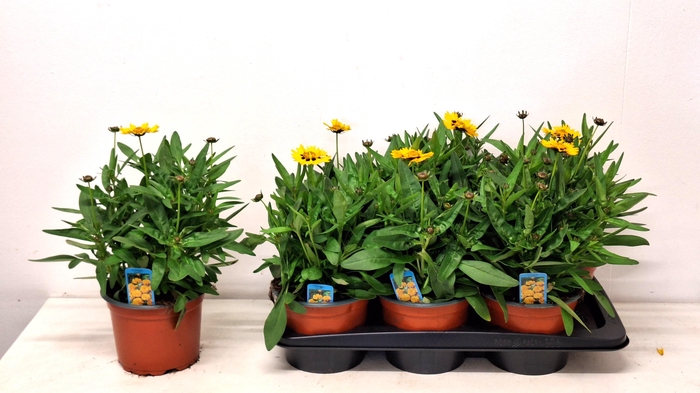<h4>CORE GRANDIFLORA</h4>