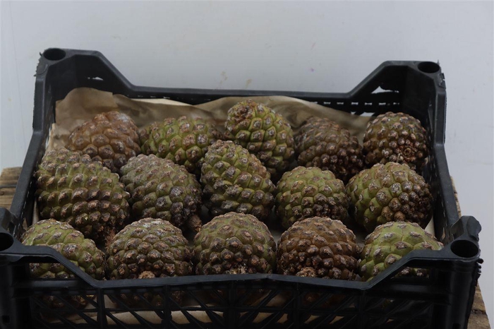 <h4>Pinea Groot X15 Crate</h4>