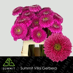 Gerbera Pomponi Magic Ball Water X40 Lang