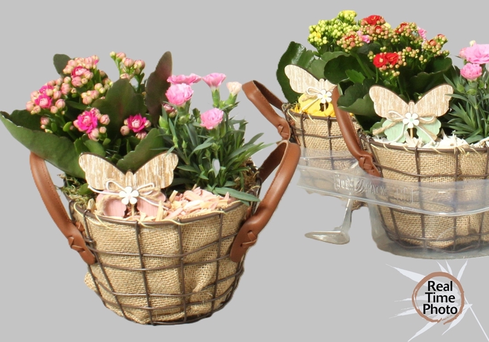 <h4>ARR TUINPLANTEN</h4>