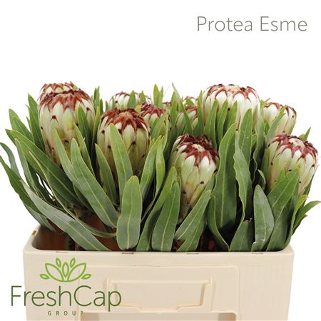 Protea Esme