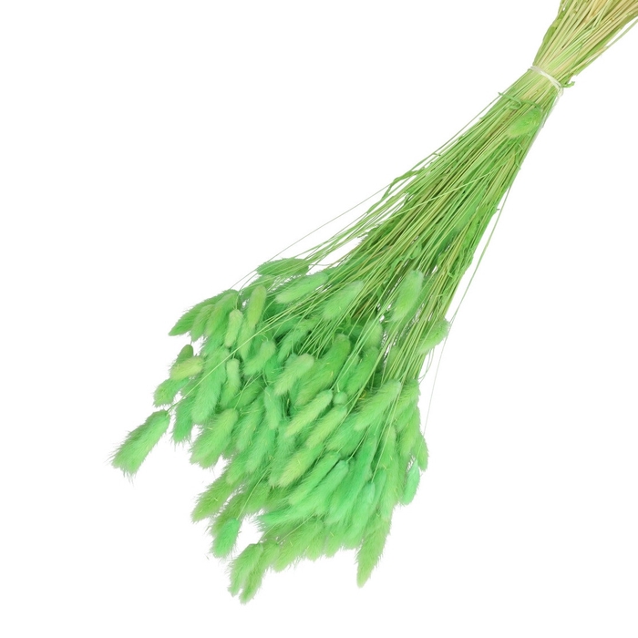 <h4>Droogbloem Lagurus 65cm 100g</h4>