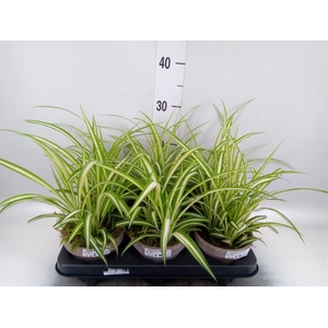 Arr.   Tuinplanten L%