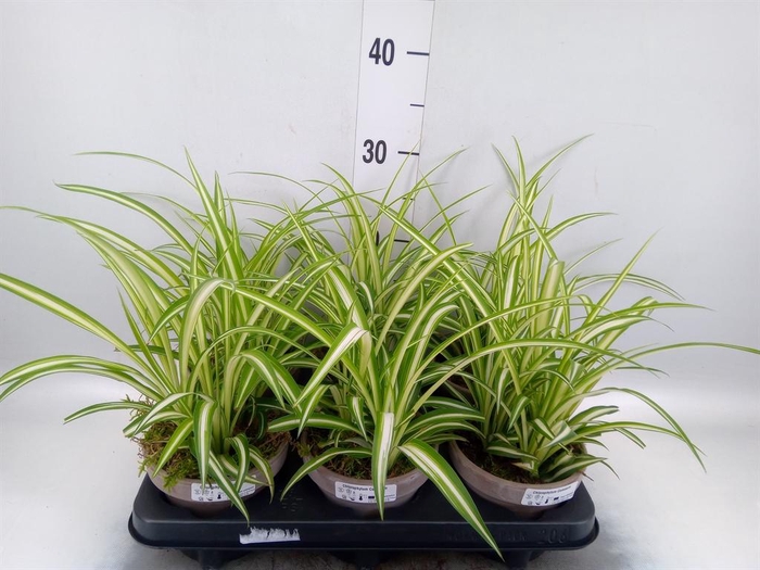 <h4>Arr. Tuinplanten L%</h4>