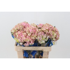 Hydr Dutch Alondra Pink