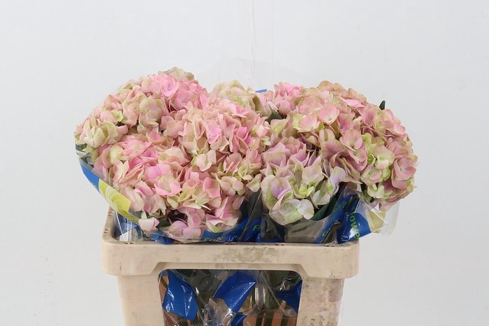 <h4>Hydr Dutch Alondra Pink</h4>