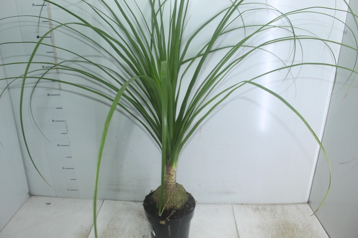 <h4>BEAUCARNEA P17</h4>