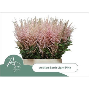 Astilbe Ar Earth L Pink