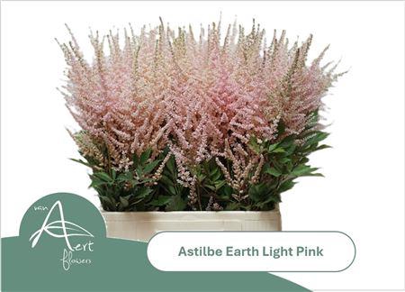<h4>Astil Ar Eart L Pink</h4>