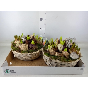 Arr.   Bol/Knolgewas L%