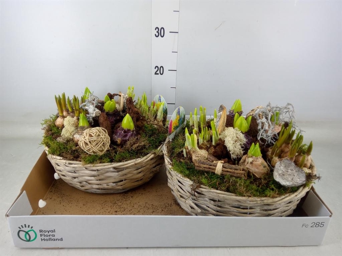 <h4>Arr.   Bol/Knolgewas L%</h4>