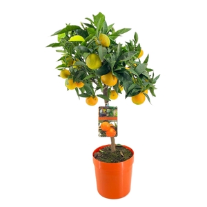 Citrus clementine