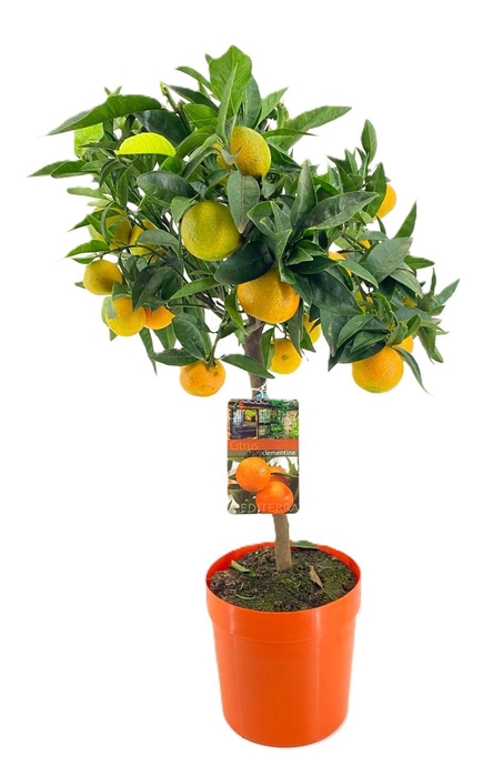 <h4>Citrus clementine</h4>