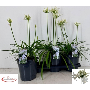 AGAPA PITCHOUN WHITE