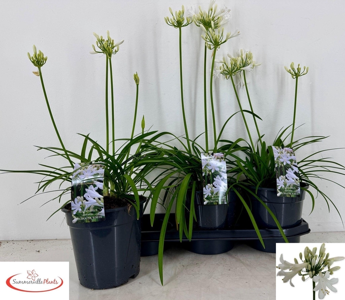 <h4>AGAPA PITCHOUN WHITE</h4>