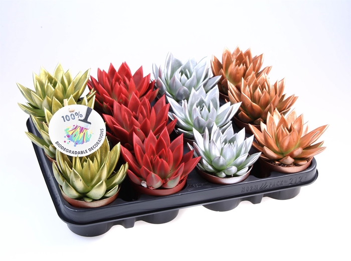 <h4>Echeveria  'Miranda'</h4>