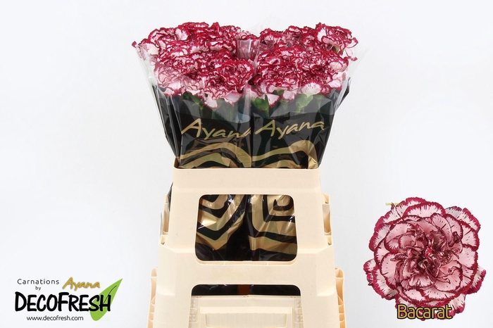 <h4>Di St Bacarat</h4>