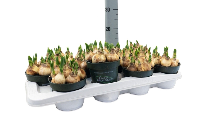 <h4>Narcis Tete a Tete</h4>