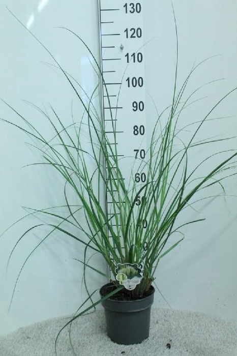<h4>Cortaderia Selloana Pumila</h4>