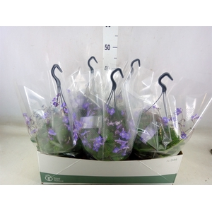 Streptocarpus saxorum