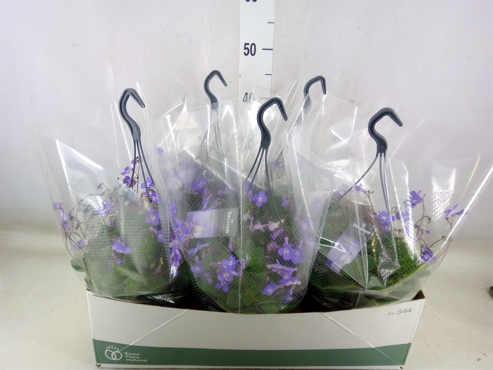 <h4>Streptocarpus saxorum</h4>
